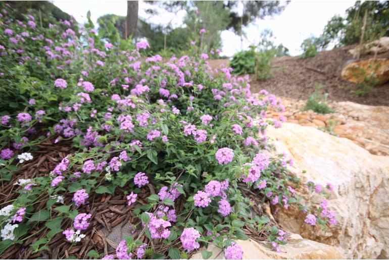 Lantana montevidensis -1709