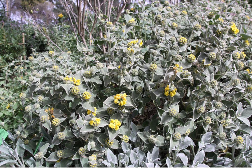 Kythira Phlomis