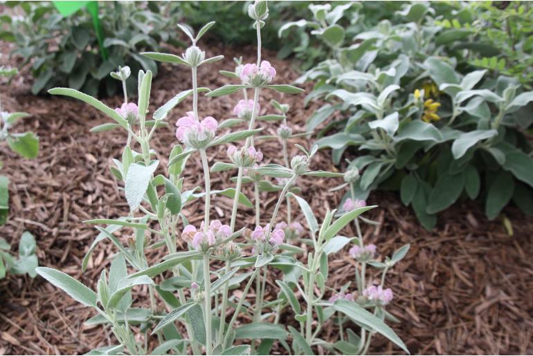 Phlomis purpurea 'Almeriensis' -1733