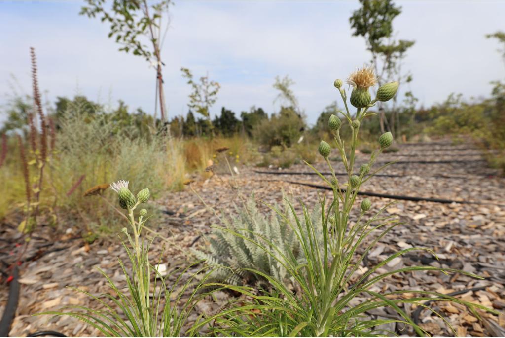 Struikachtige ptilostemon