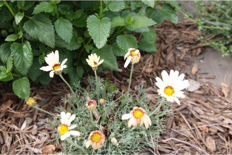 Rhodanthemum catananche -1739