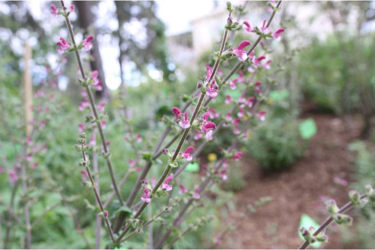 Salvia viscosa -1759