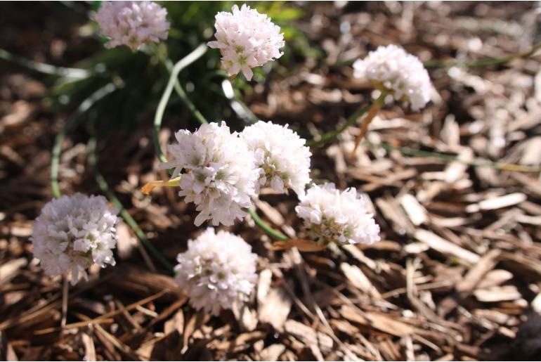 Armeria hirta -1784