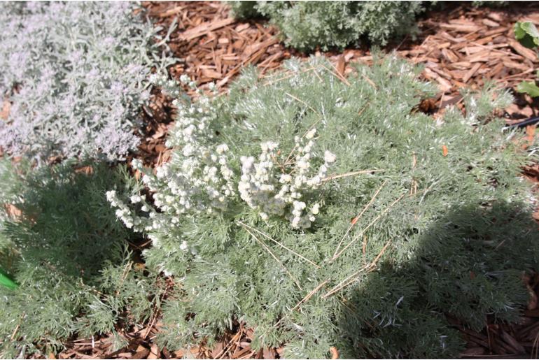 Artemisia pedemontana -1790