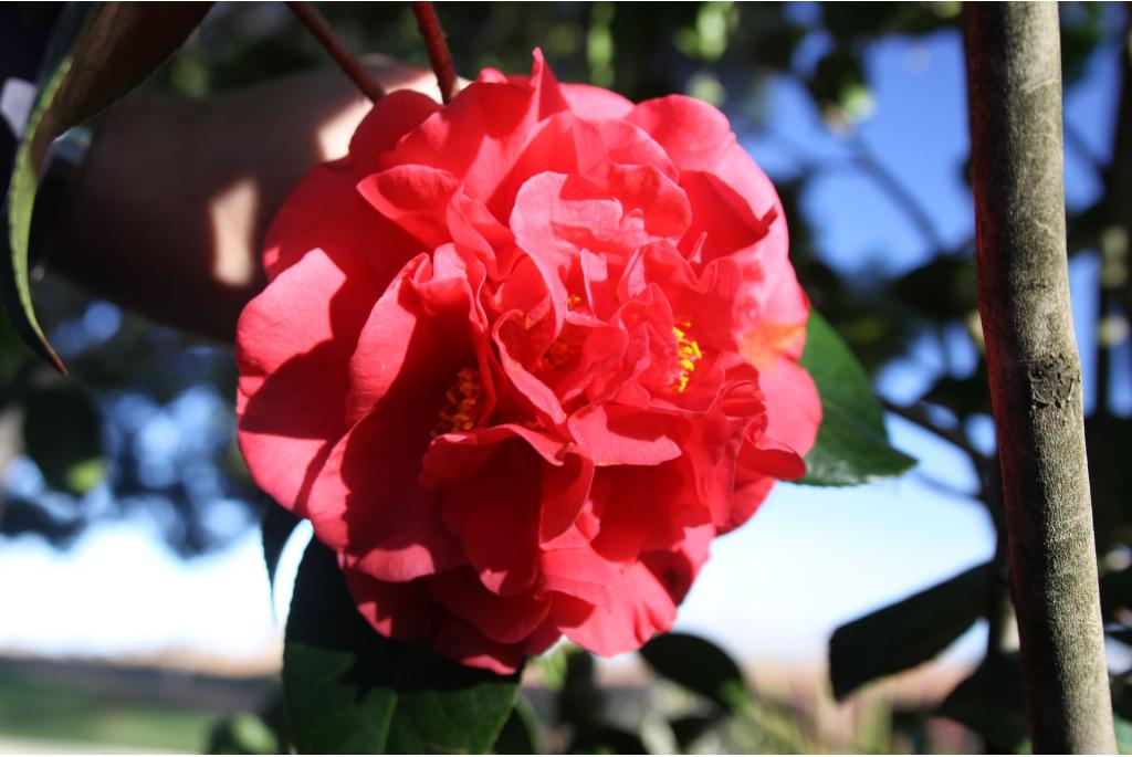 Herfstcamelia 'Kramer's Supreme'