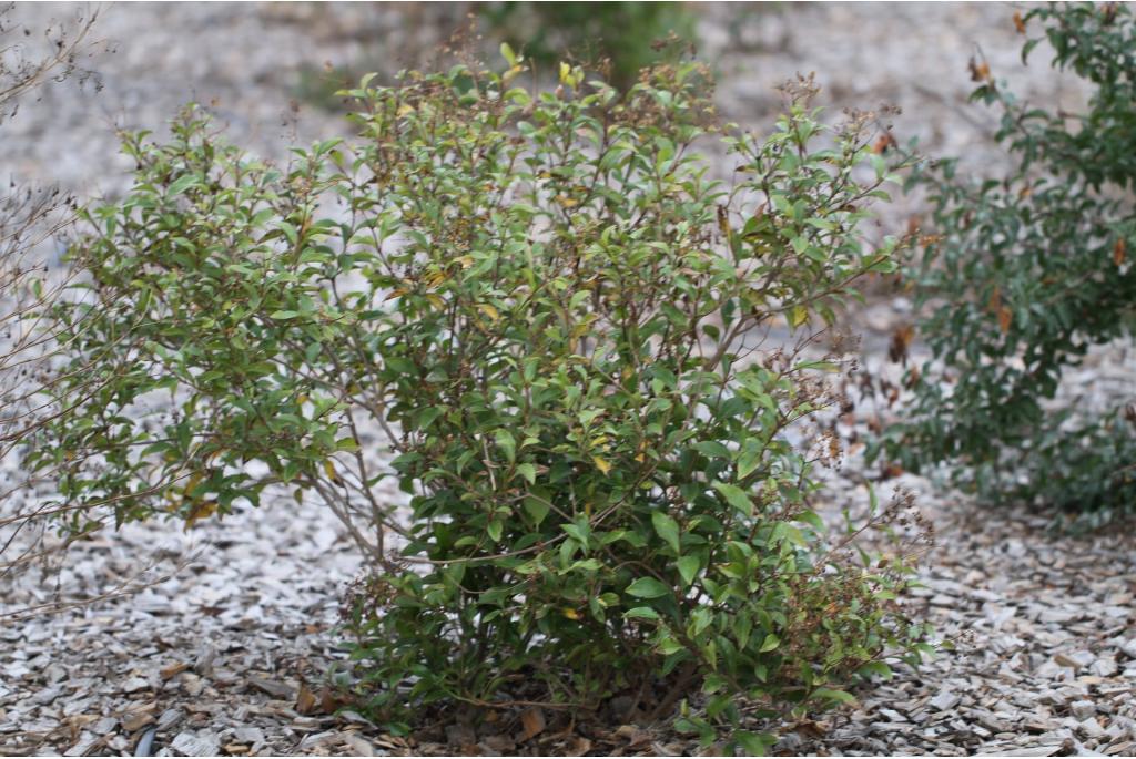 Eupatorium met ligusterblad