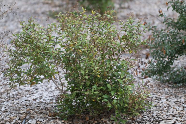 Ageratina ligustrina -1818