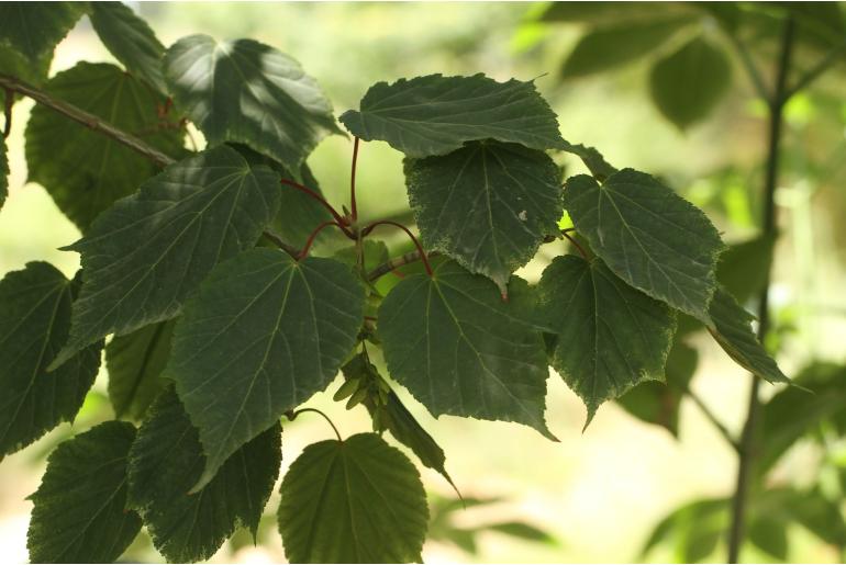 Acer x conspicuum 'Red Flamingo' -1825