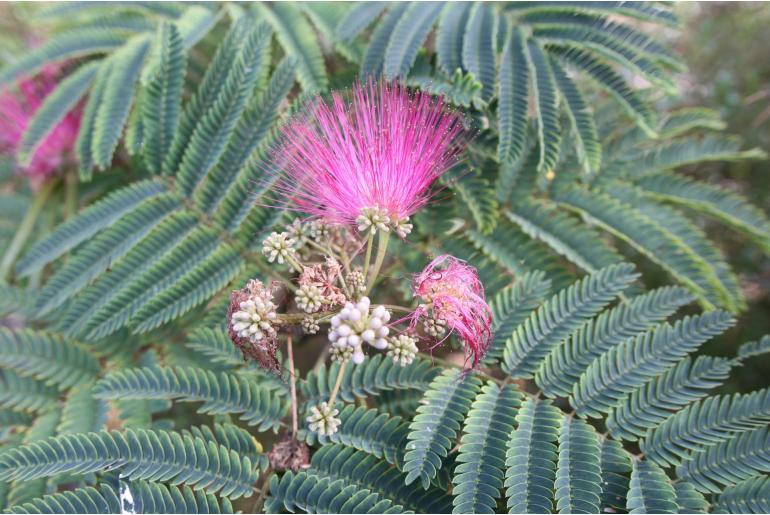 Albizia julibrissin 'Roxanne' -1826