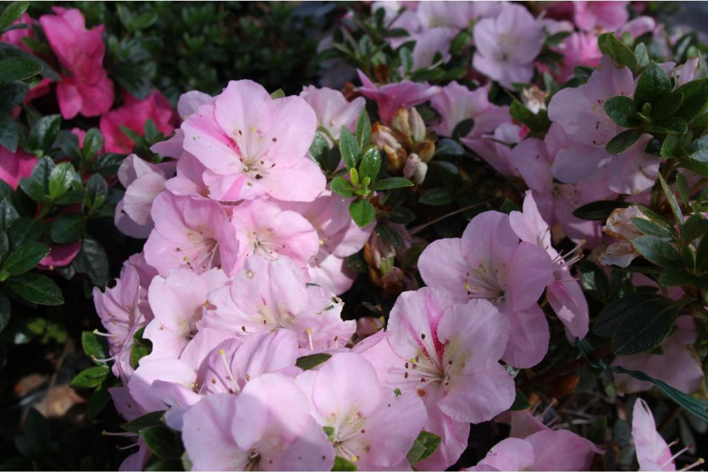 Japanse azalea 'Haru No Sono'