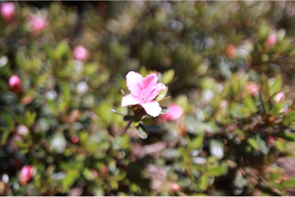 Japanse azalea 'Nakaharai Pink Pancake'