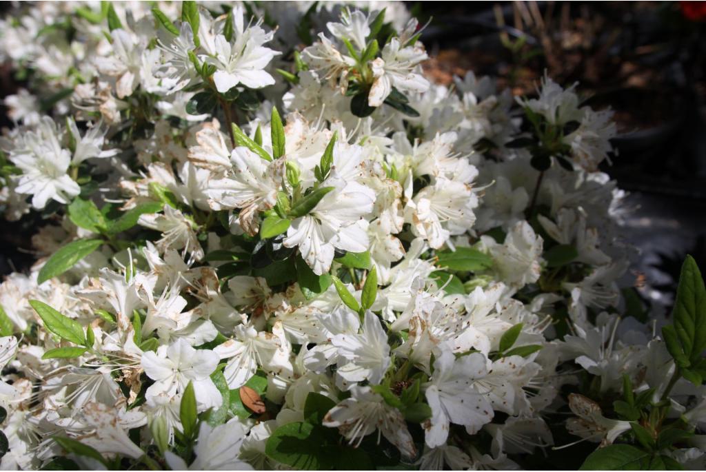 Japanse azalea 'White Lady'