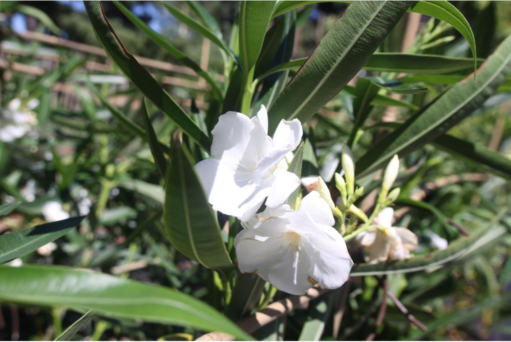 Oleander 'Mont Blanc'