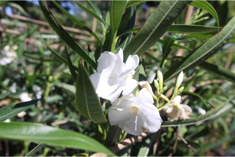 Nerium oleander 'Mont Blanc' -1886