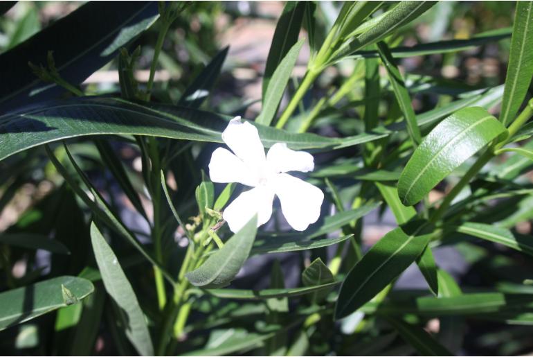 Nerium oleander 'Neguev' -1888