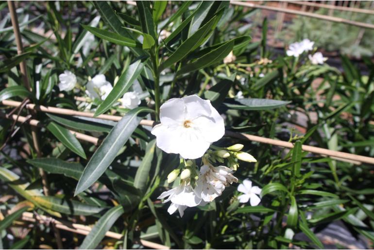 Nerium oleander 'Porto' -1890