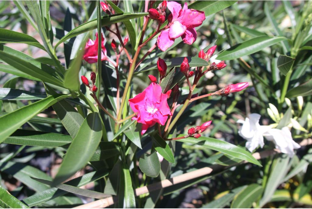 Oleander 'Tamouré'