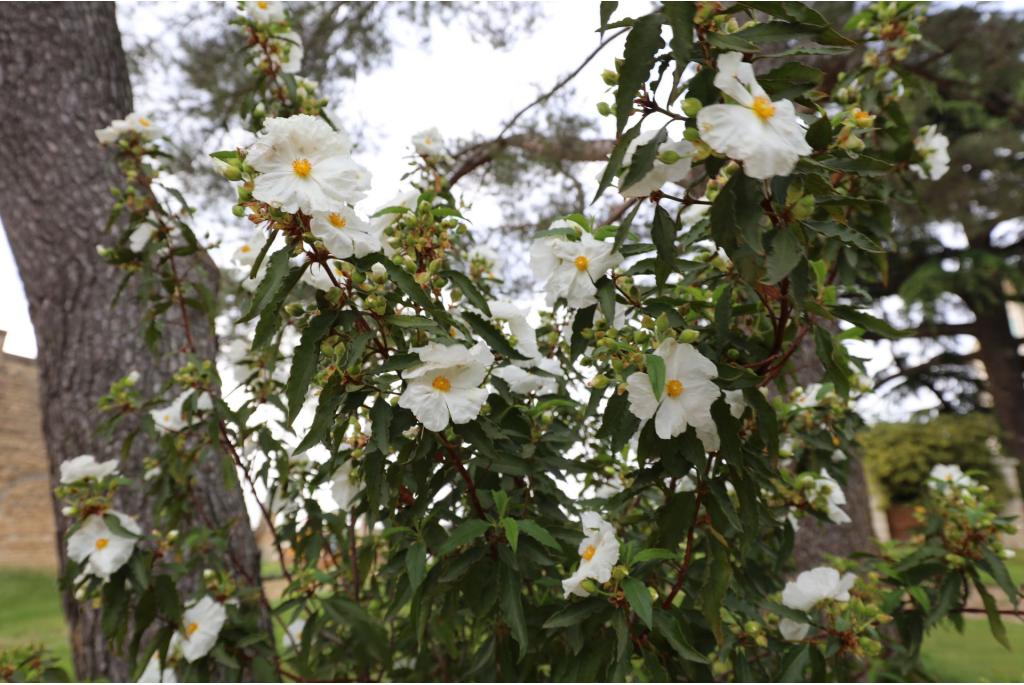 Cistusroos 'Maculatus'