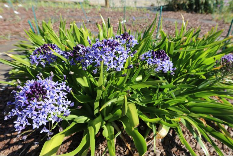 Scilla peruviana -1900