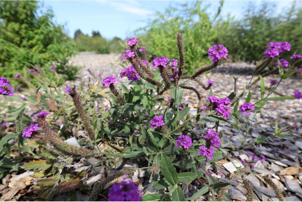 Tuberose verbena