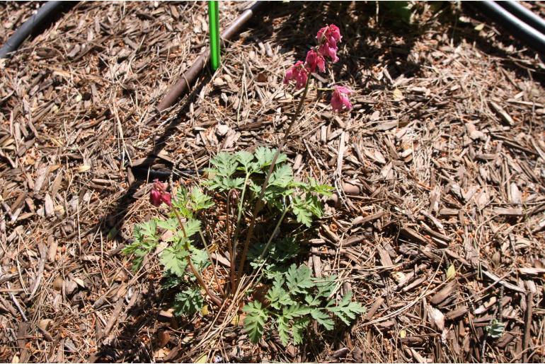 Dicentra formosa 'Luxuriant' -1928