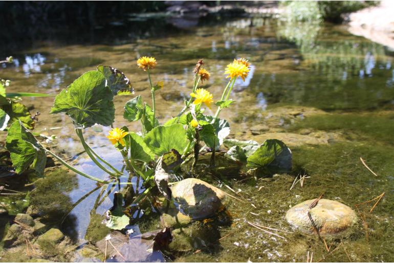 Caltha palustris 'Plena' -1936