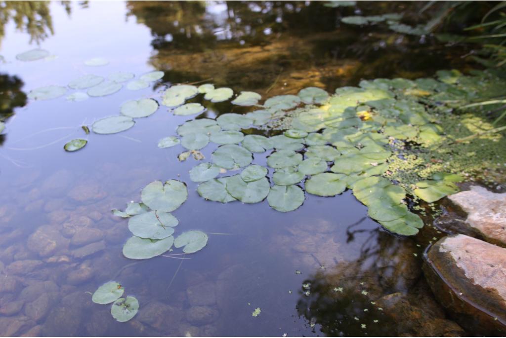 Watergentiaan