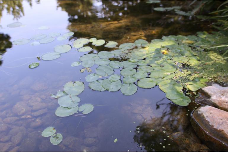 Nymphoides peltata -1939