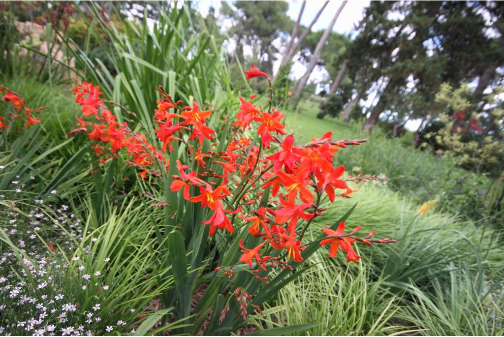 Montbretia 'Venus'