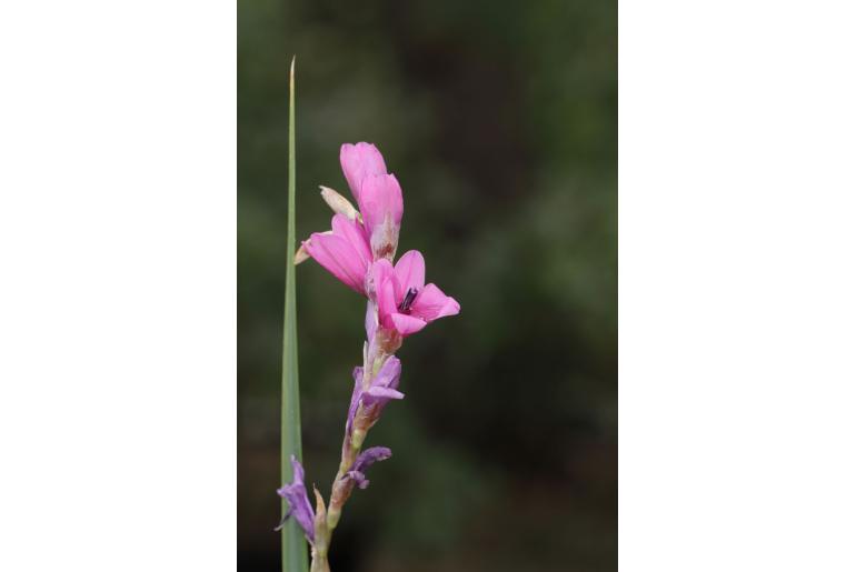 Dierama argyreum -1963