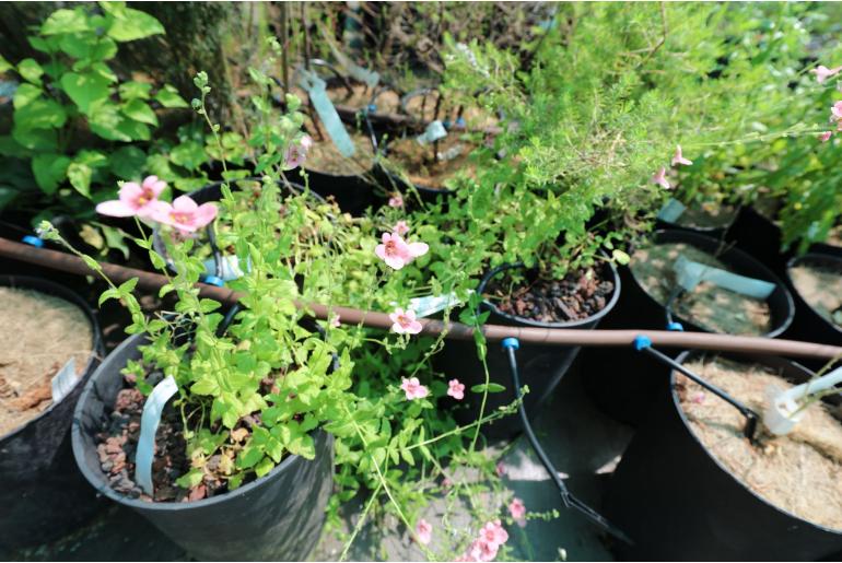 Diascia capsularis -1978