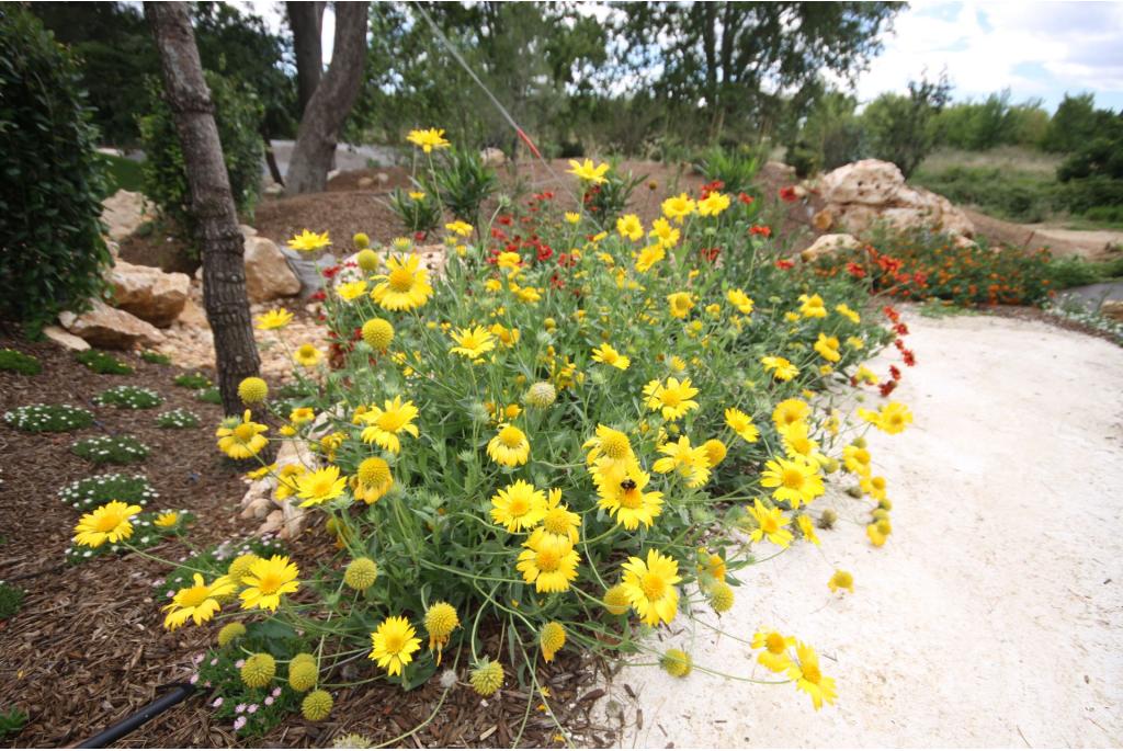 Gewone kokardebloem 'Aurea Pura'