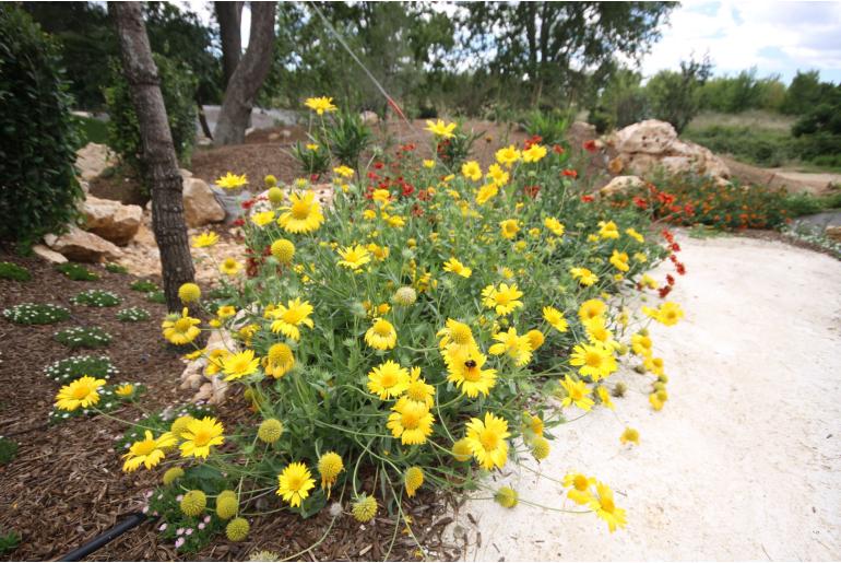 Gaillardia aristata 'Aurea Pura' -1985