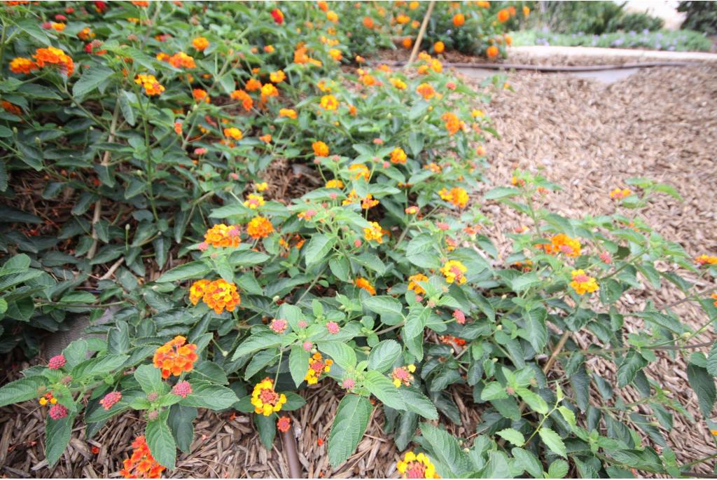 Wisselbloem 'Cascade Orange'