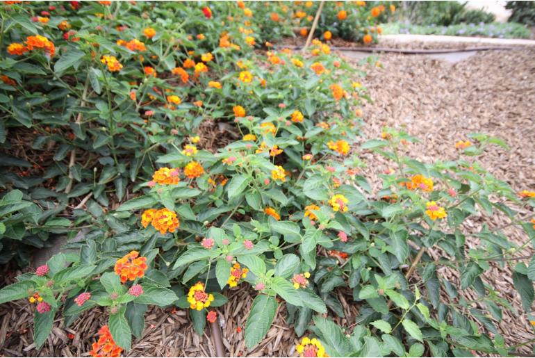 Lantana 'Cascade Orange' -1988