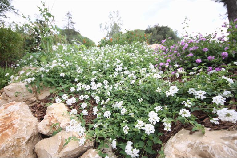 Lantana montevidensis 'Alba' -1989