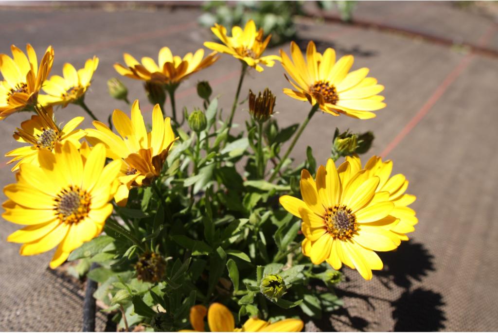 Spaanse margriet 'Geel'