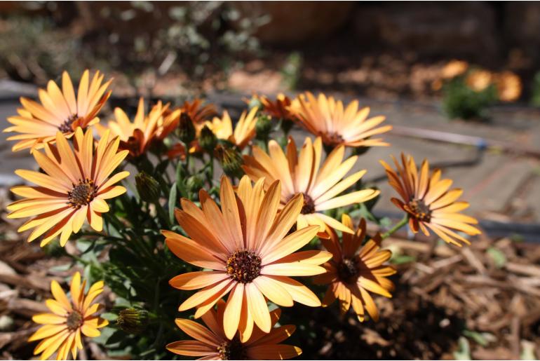 Osteospermum 'Orange' -1999