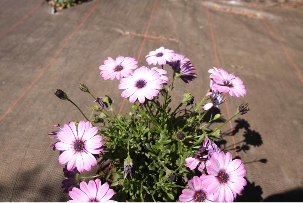 Kaapse margriet 'Rose Lilas'