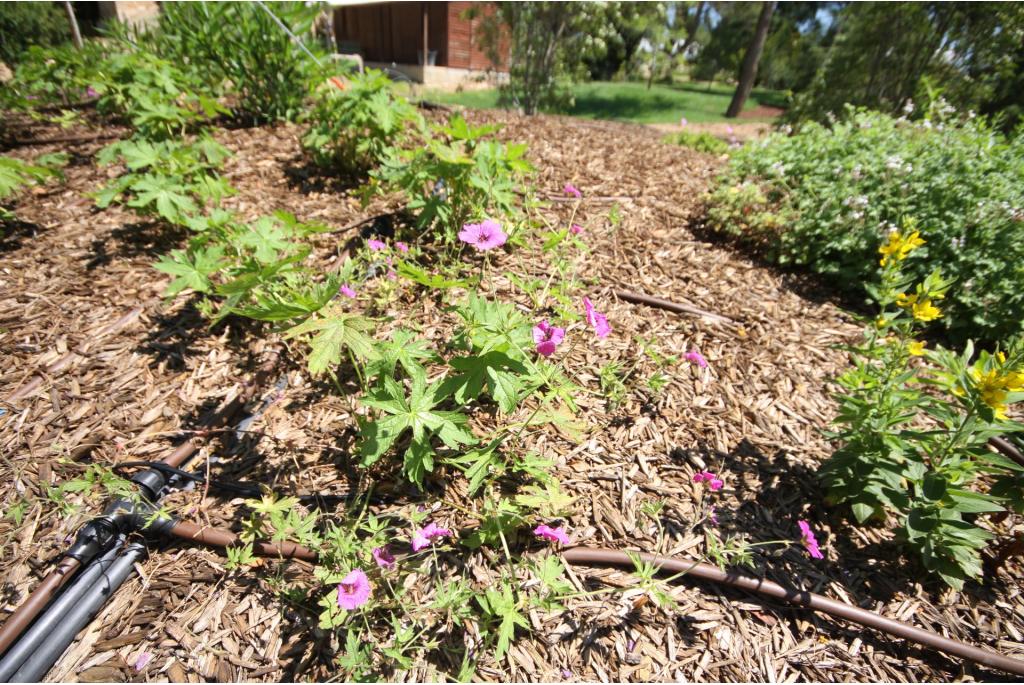 Geranium 'Patricia'