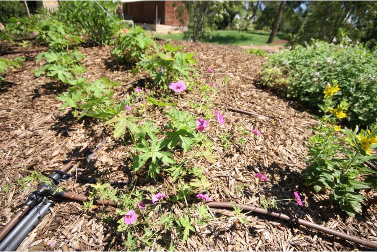 Geranium 'Patricia' -2009