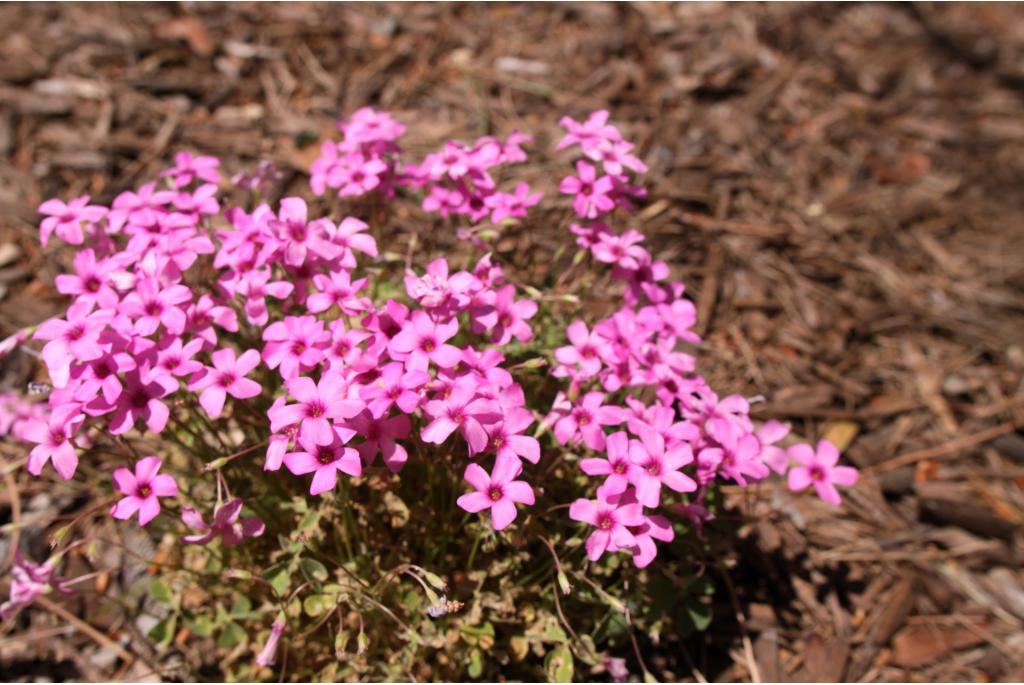 Klaverzuring 'Rosea'