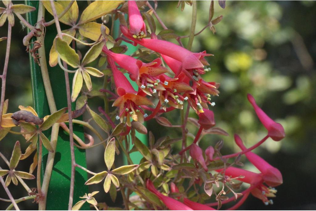 Oost-indische kers vijfdelig blad