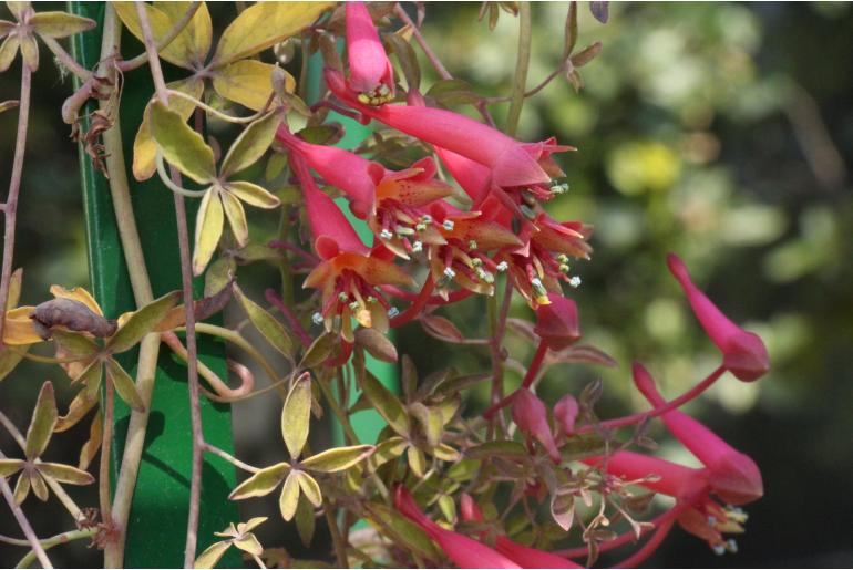 Tropaeolum pentaphyllum -2042