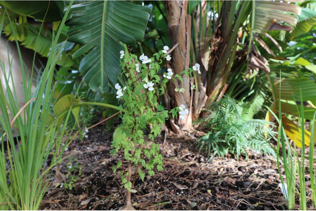 Drège's begonia