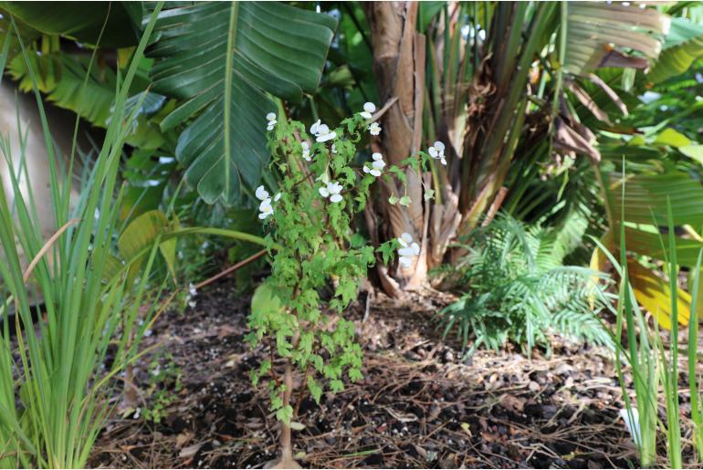 Begonia dregei -2133