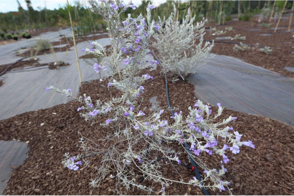 Zijden eremophila