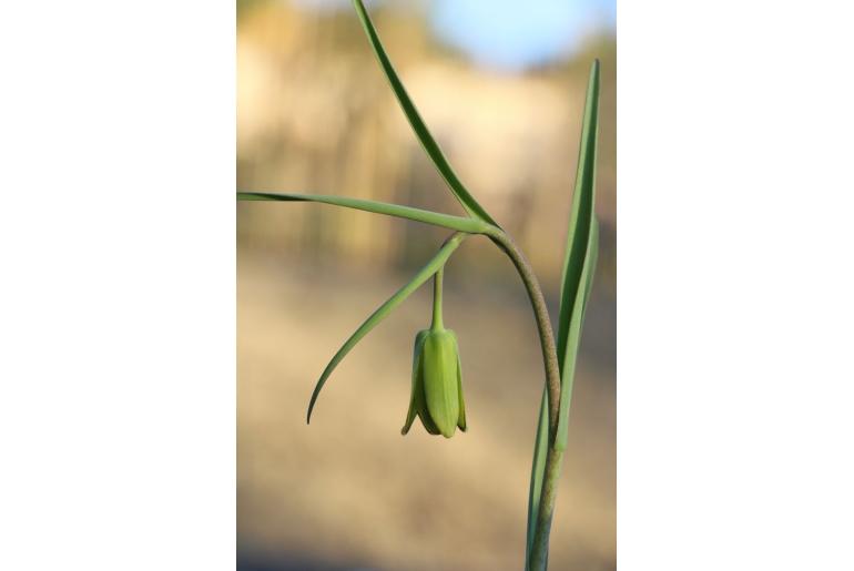 Fritillaria frankiorum -2425