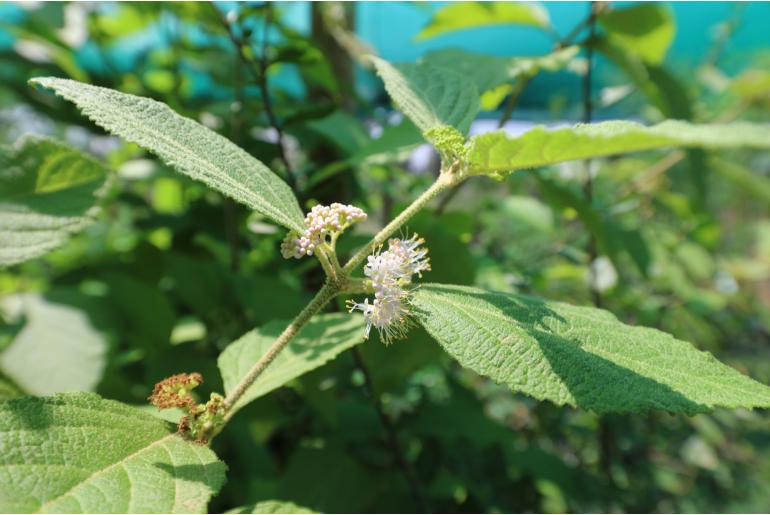 Callicarpa acuminata -2484