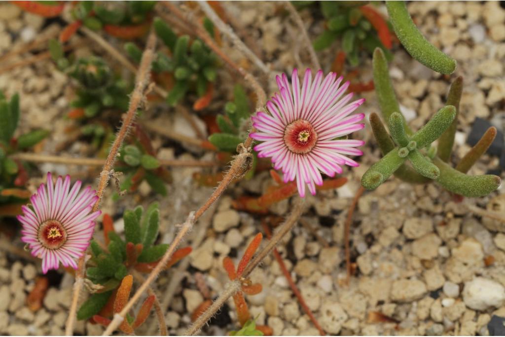 Gestreepte drosanthemum